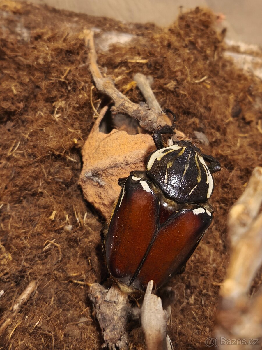 Brouk Goliathus goliathus - 2