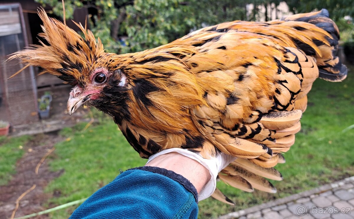 Kohouti - Pavlovky a Araukany - 2