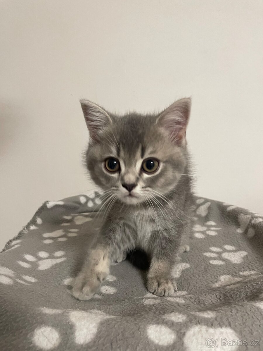 koťátko bez PP (kocourek tmavý) - 2
