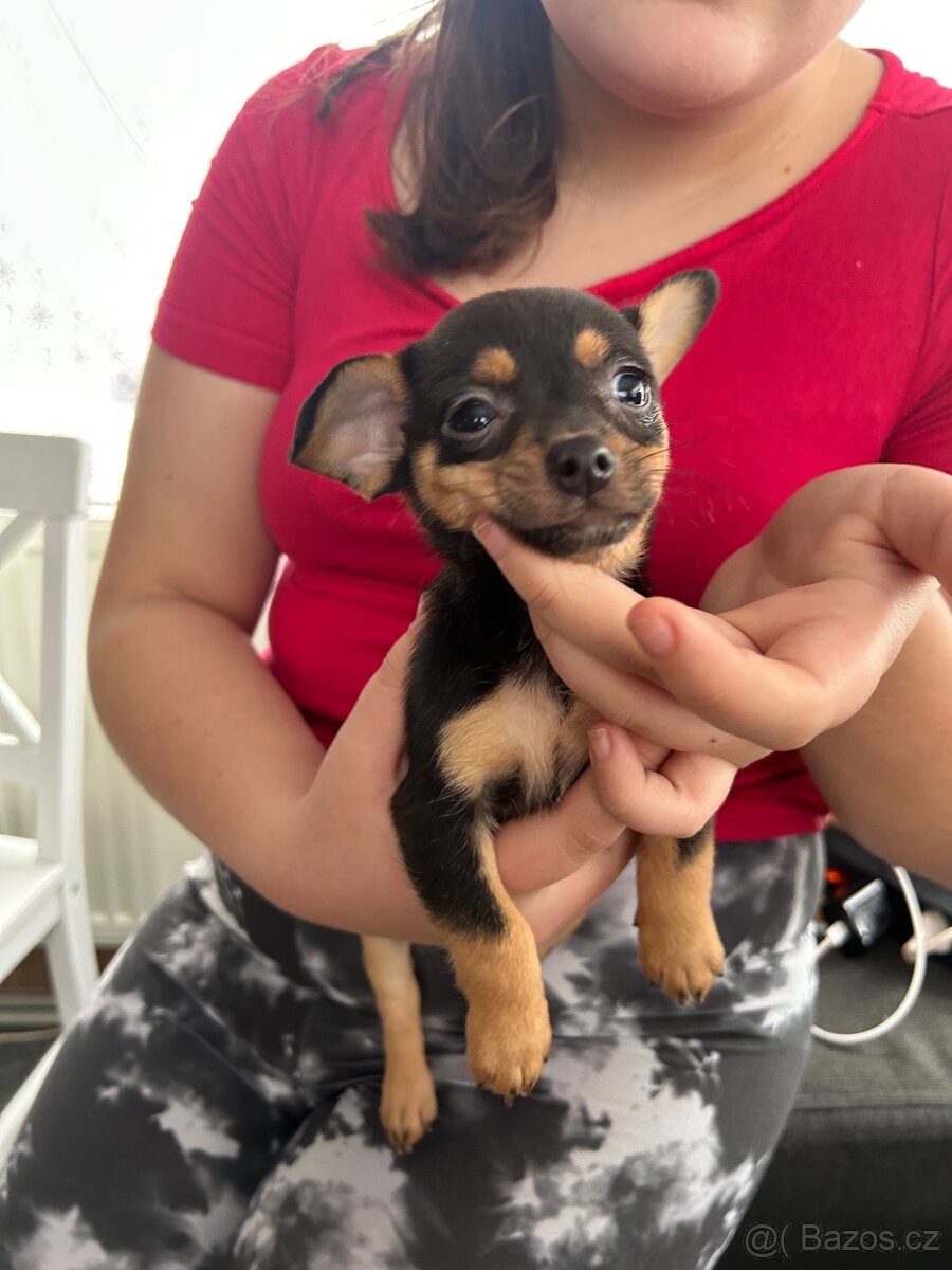 Jack russel teriér - 2