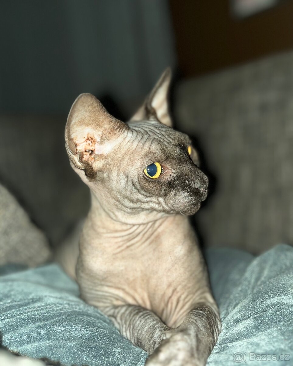 Kanadský sphynx - 2