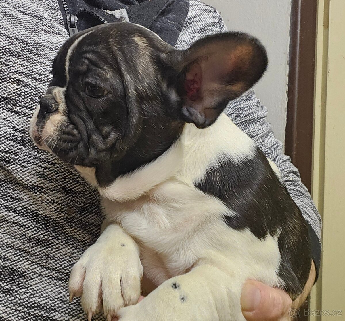 Francouzský buldoček - 2