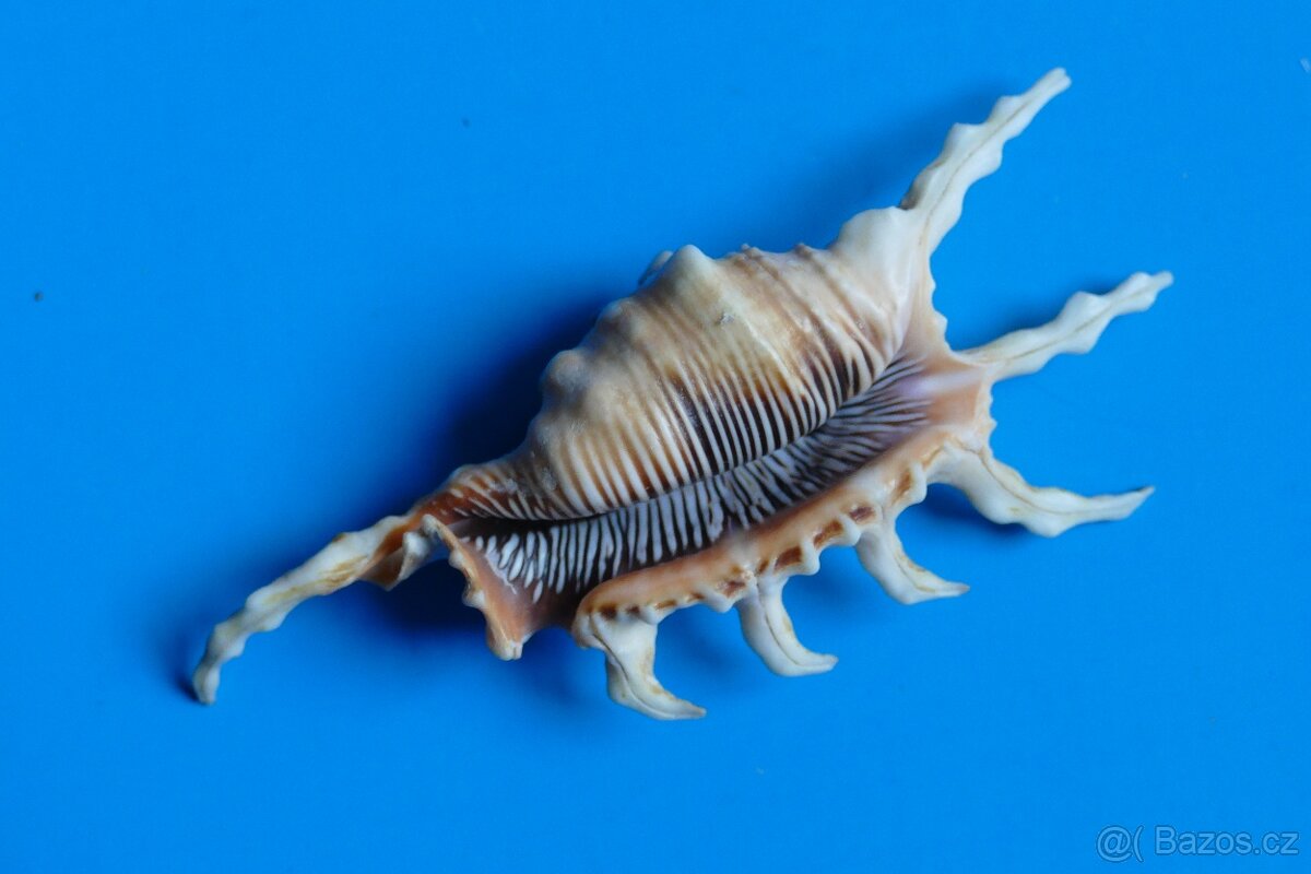 Lambis scorpius XL - 2