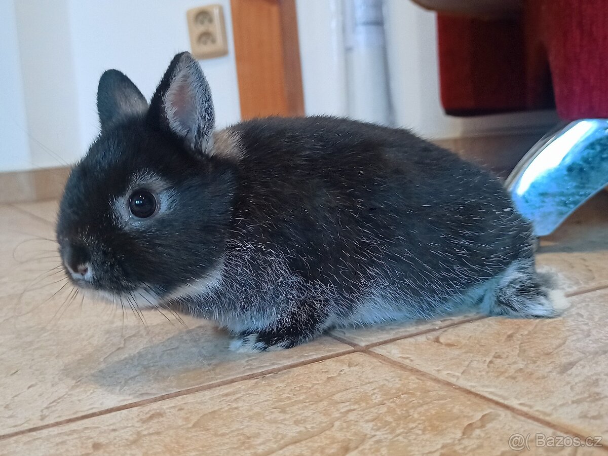 Zakrslý bílopesíkatý černý sameček - 2