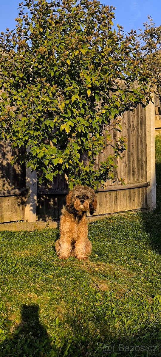 Cavapoo - pes ke krytí - 2