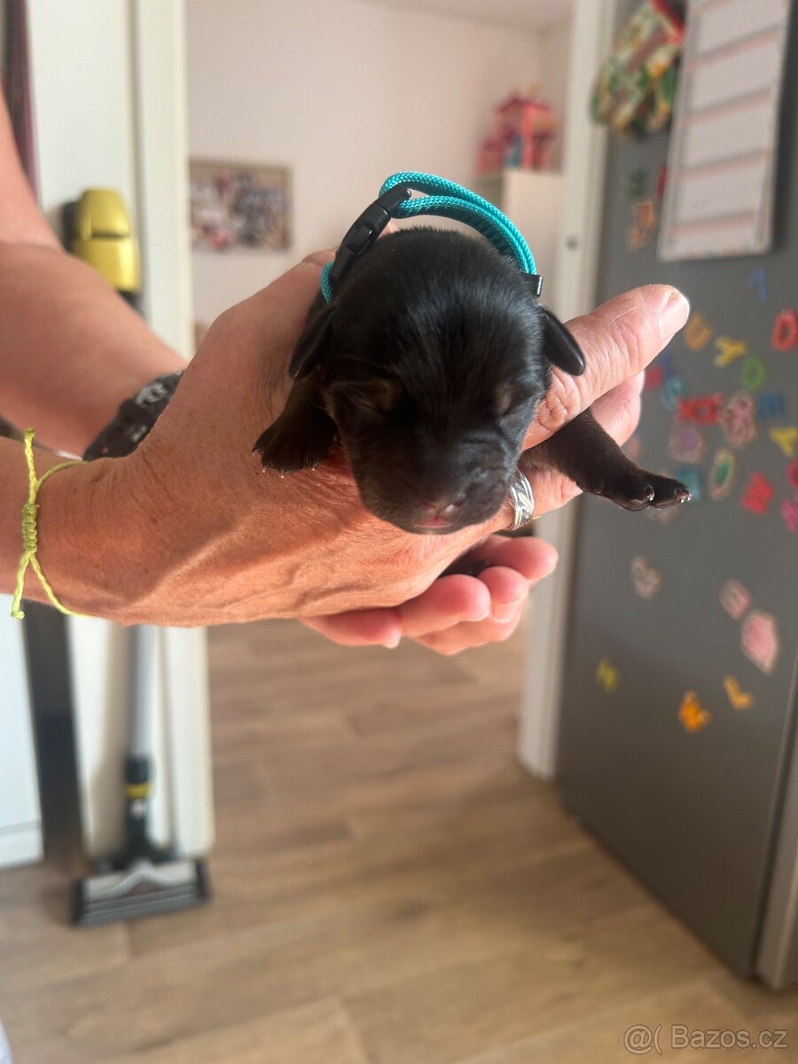 Štěňata křížence - 2