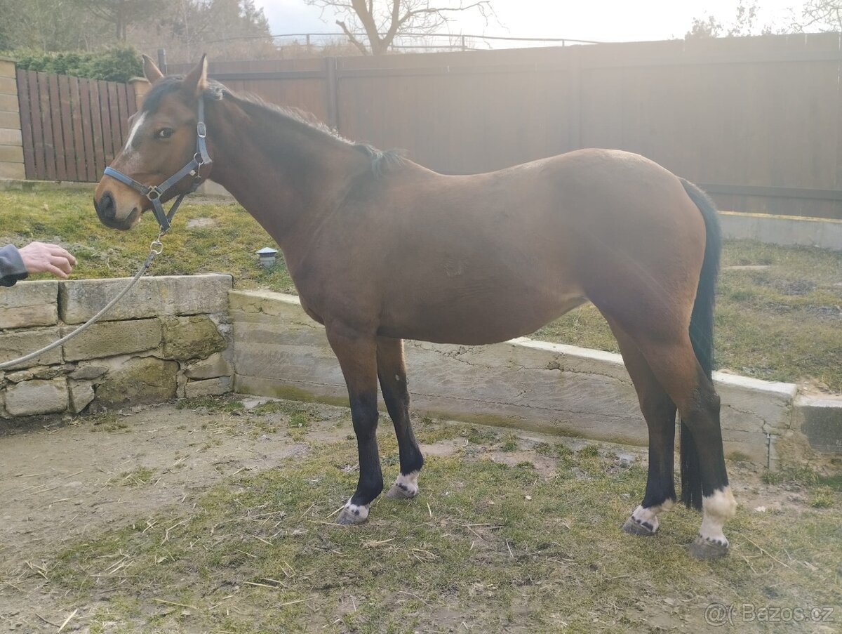 Prodam koně - 2