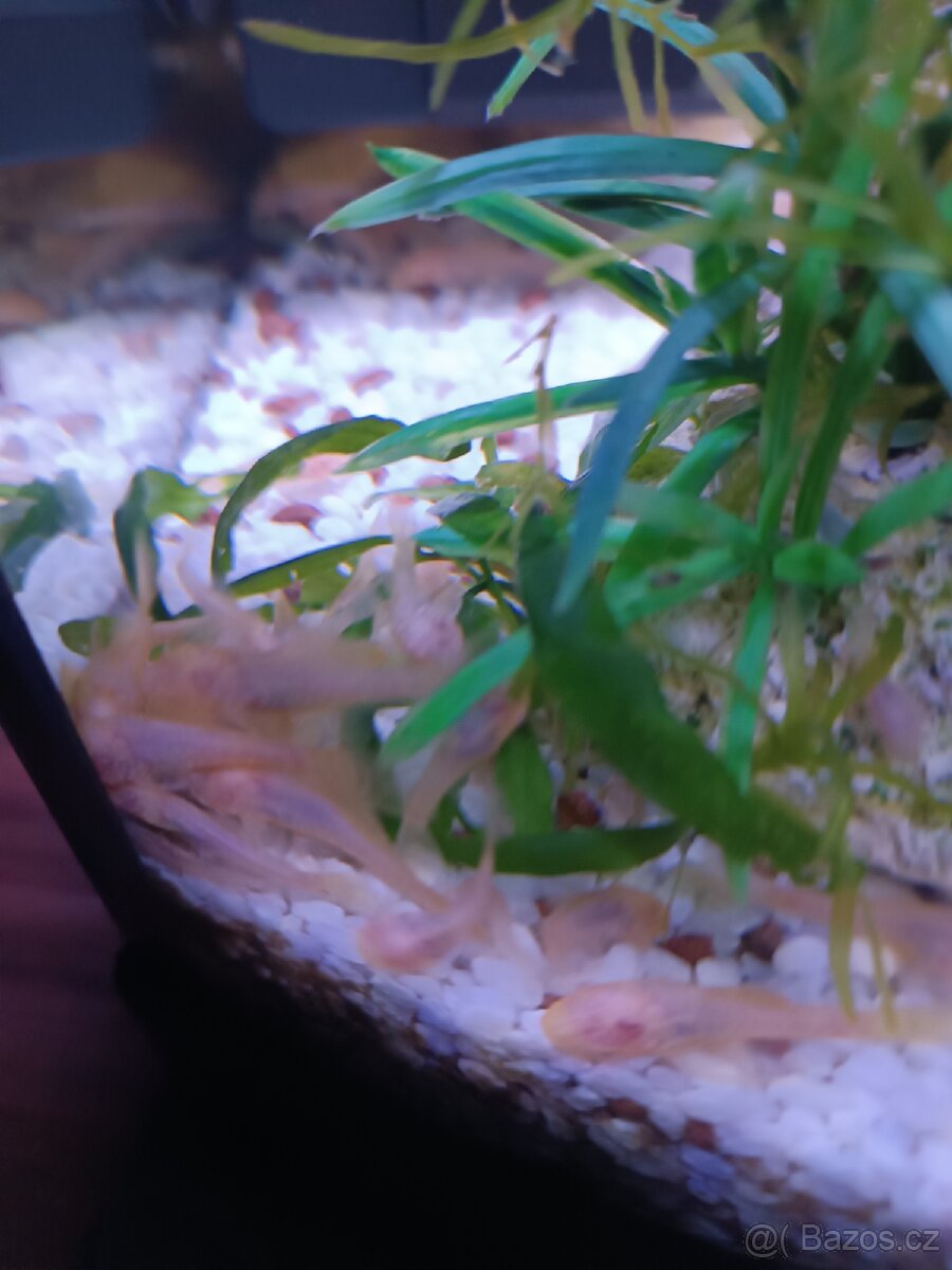 Prodej akvarijních ryb - 2