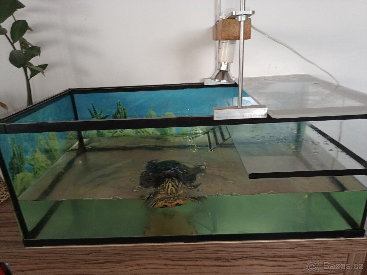 Želva nádherná a terárium - 2
