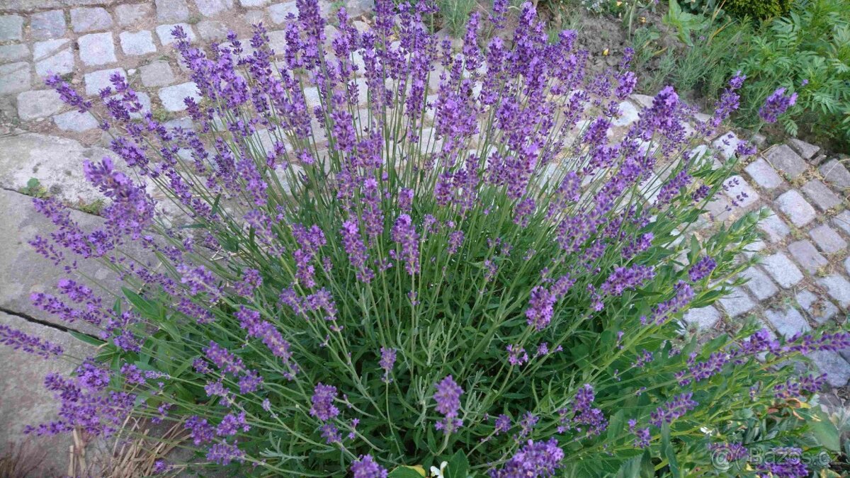 Levandule lékařská - 2