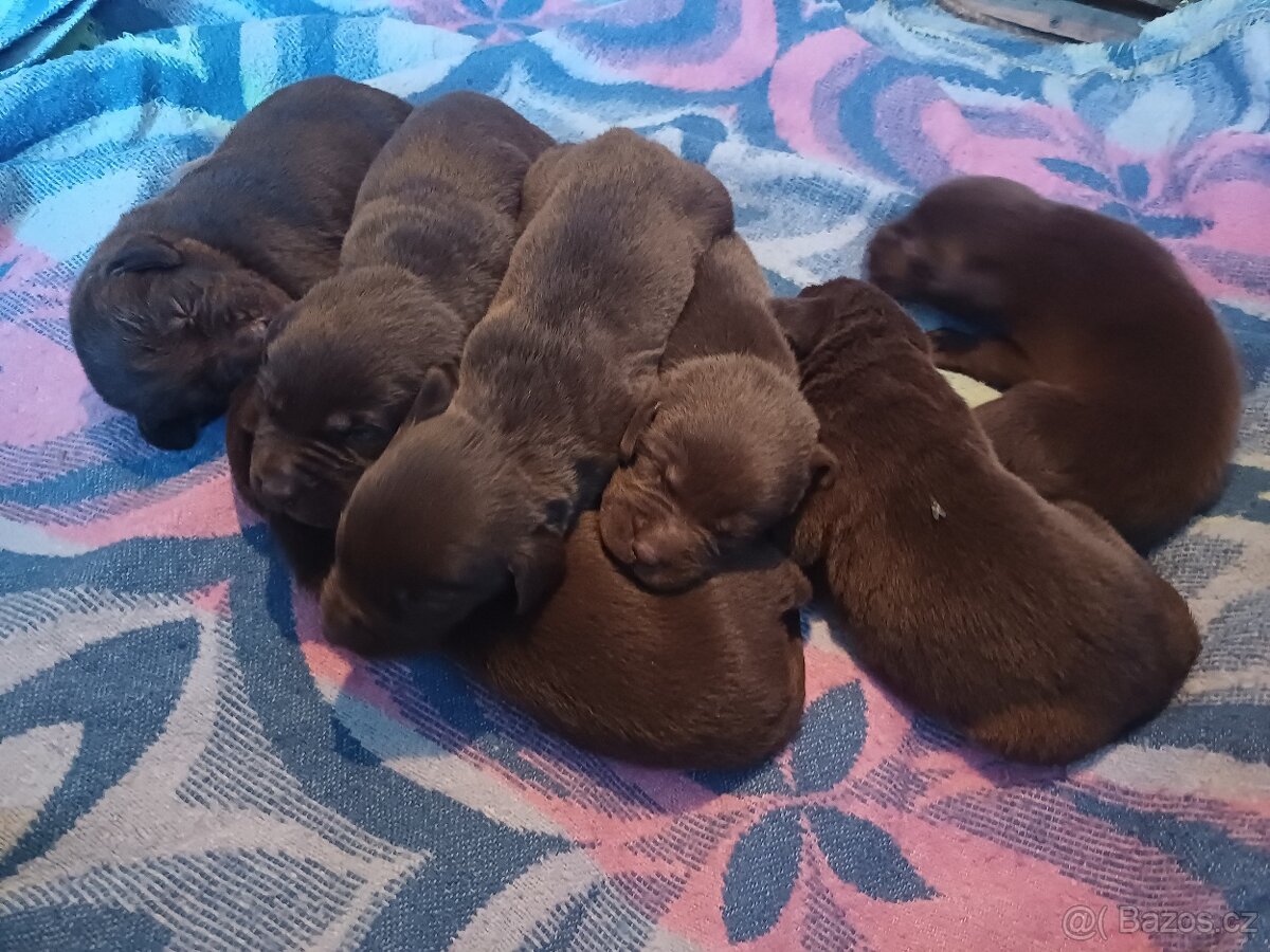 Labrador čokoládový - 2
