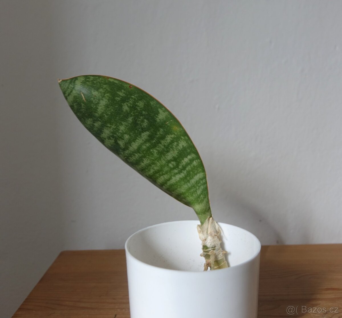 Tchynin jazyk, Sansevieria - 2