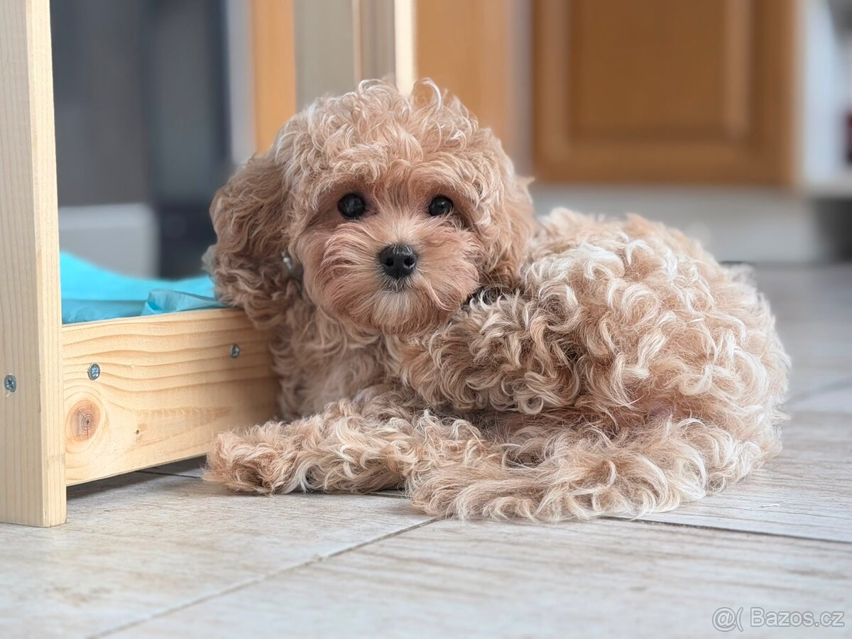 Maltipoo - 2