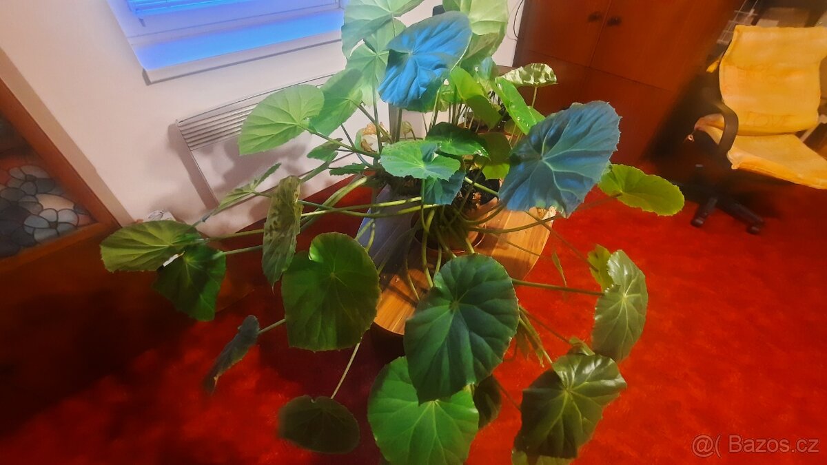 Daruji Begonii královskou - 2
