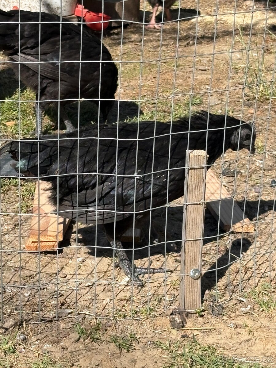 Ayam cemani - 2