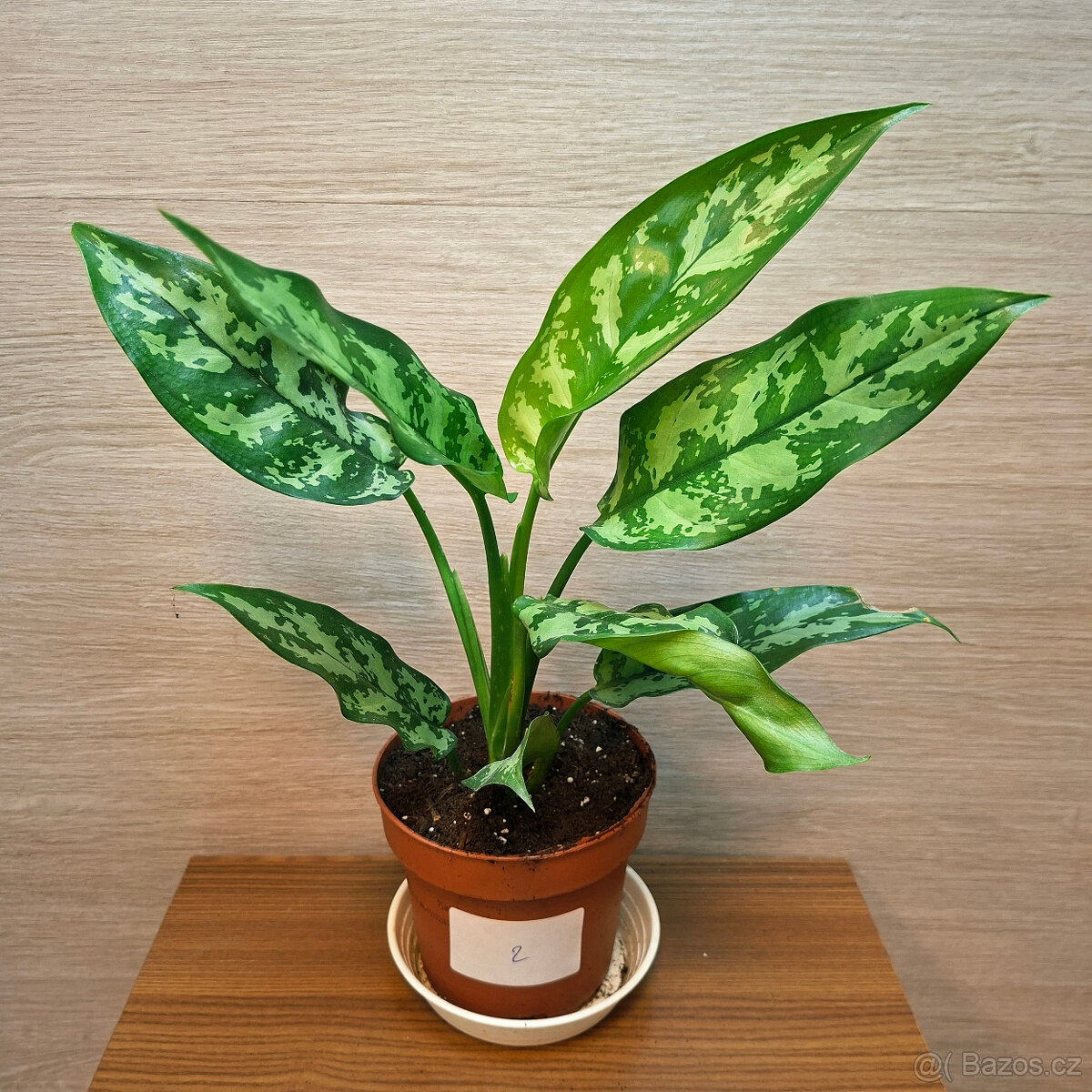 Aglaonema Maria - 2