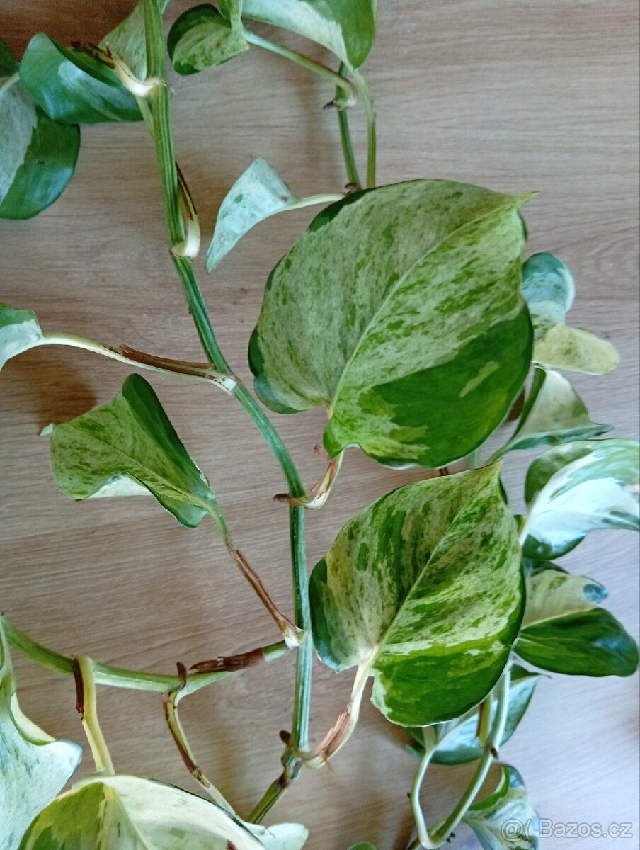 Epipremnum Manjula - 2