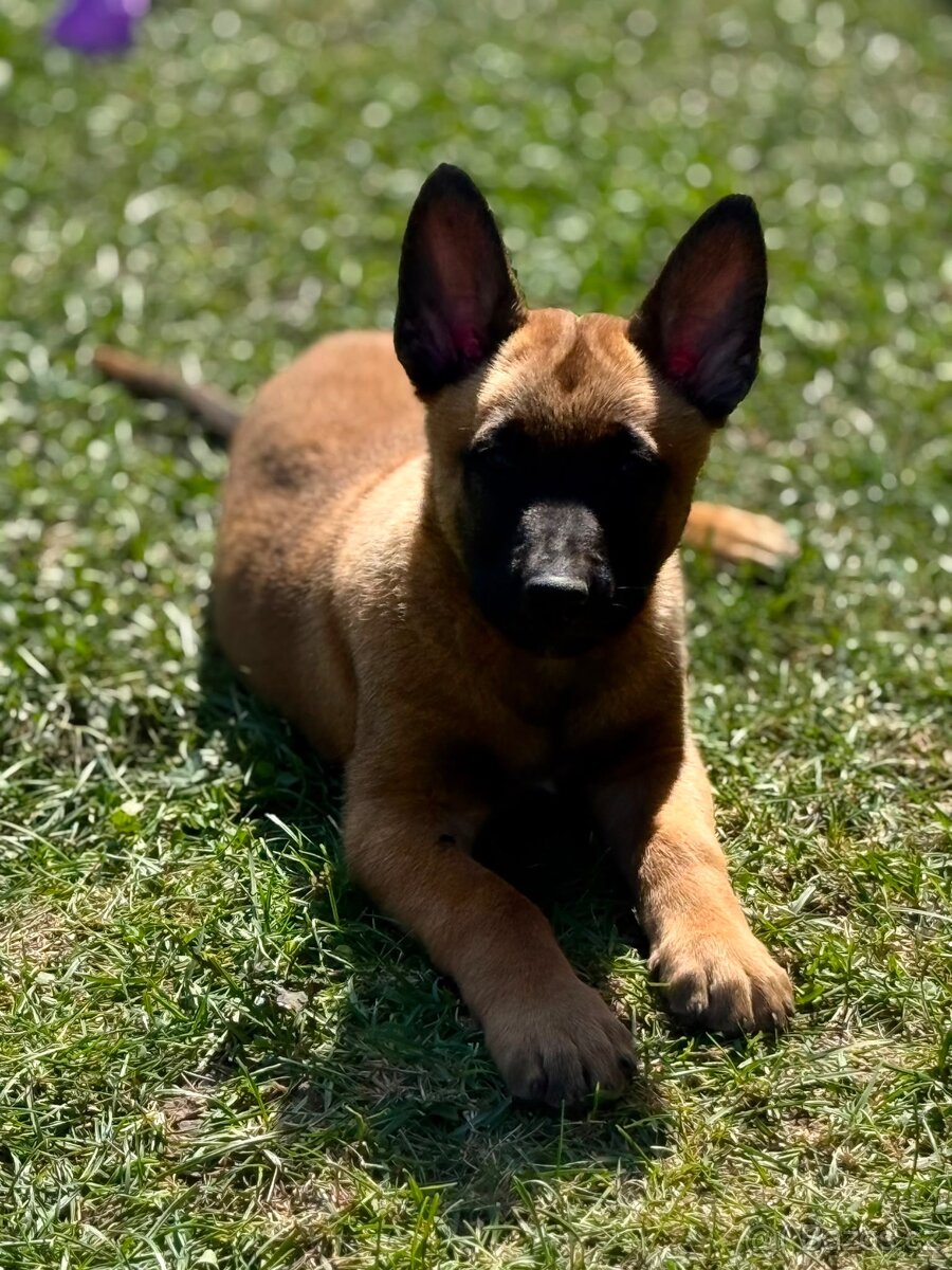Belgický ovčák Malinois s PP - 2