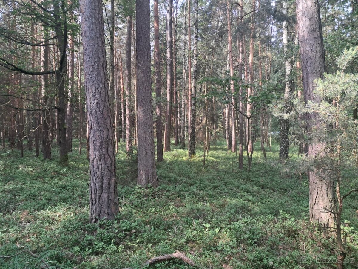 prodám les-REZERVACE - 2