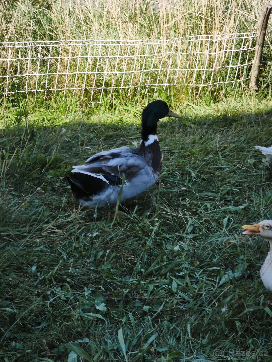 Kačeny - 2