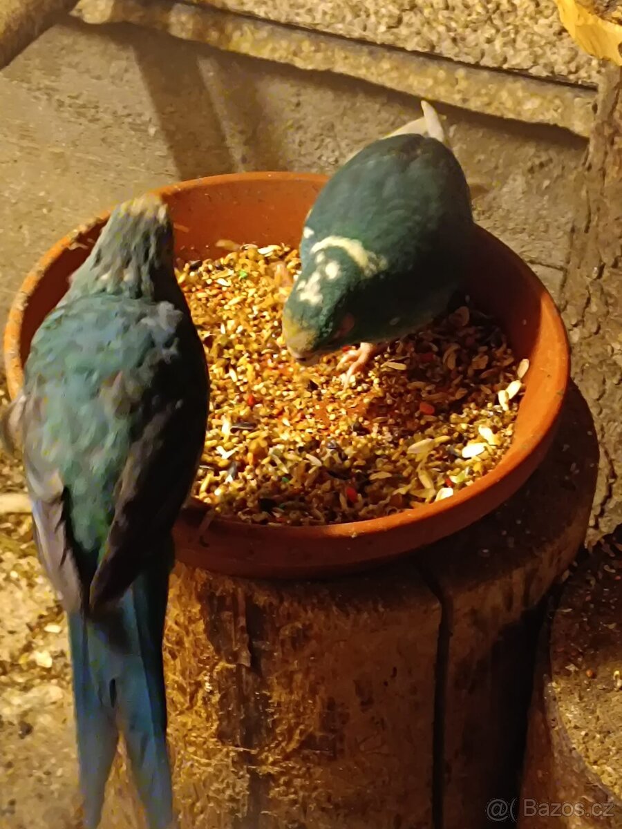 Kakariky rudočelý - 2