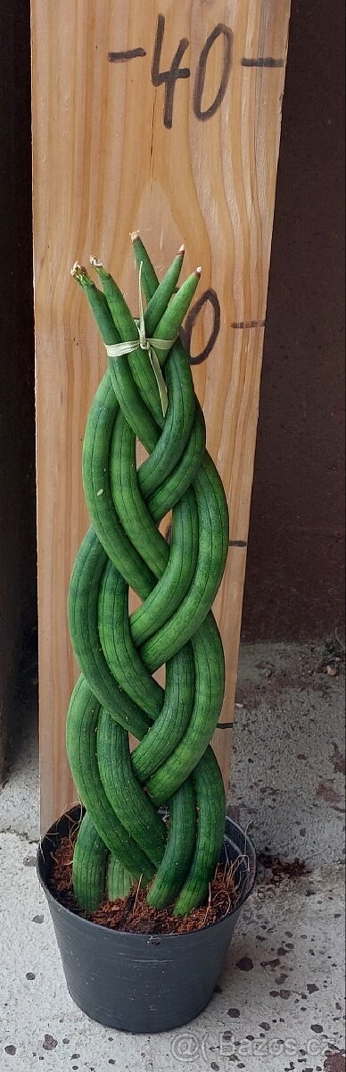 Tchýniny jazyky - Sansevieria - 2