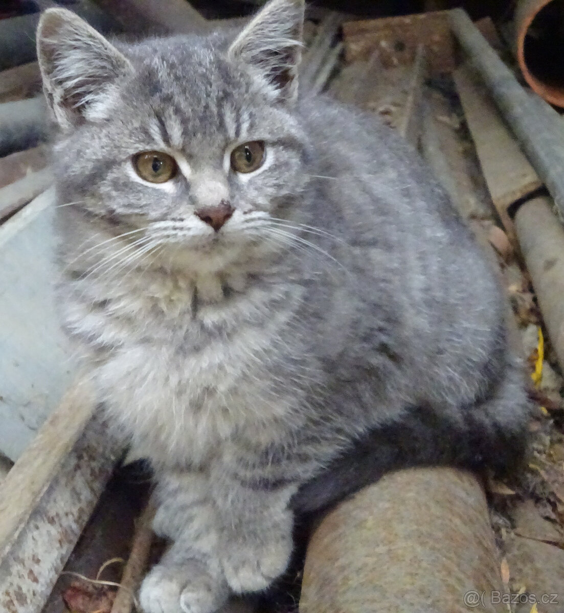 NABÍZÍM KŘÍŽENOU MODROU KOČIČKU (MAINSKÁ x SIBIŘSKÁ) - 2