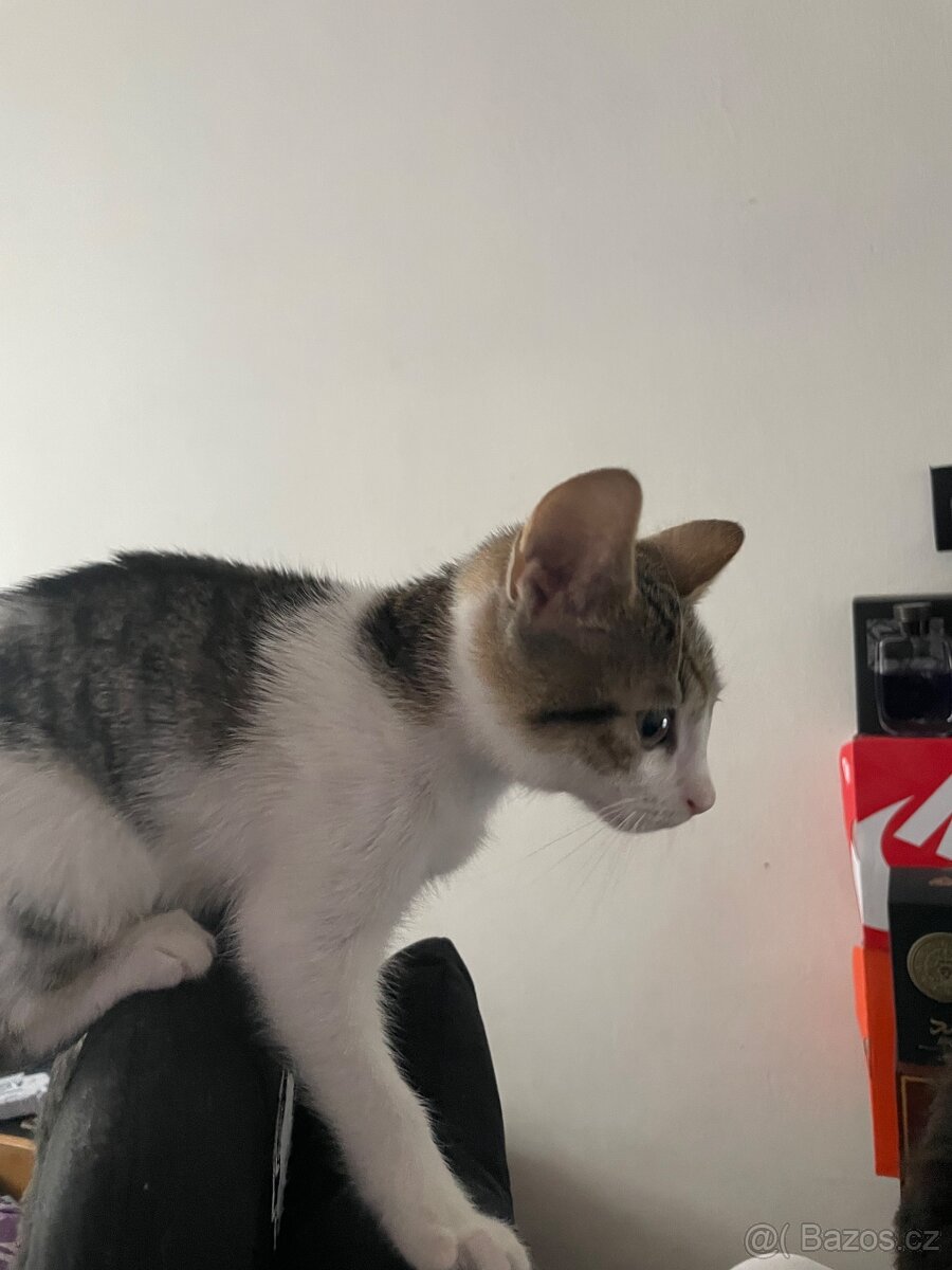 Koťátka zdarma - 2