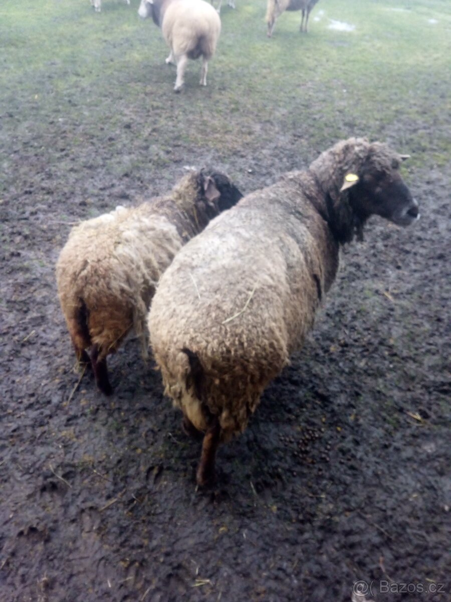 Prodám jehňata - 2