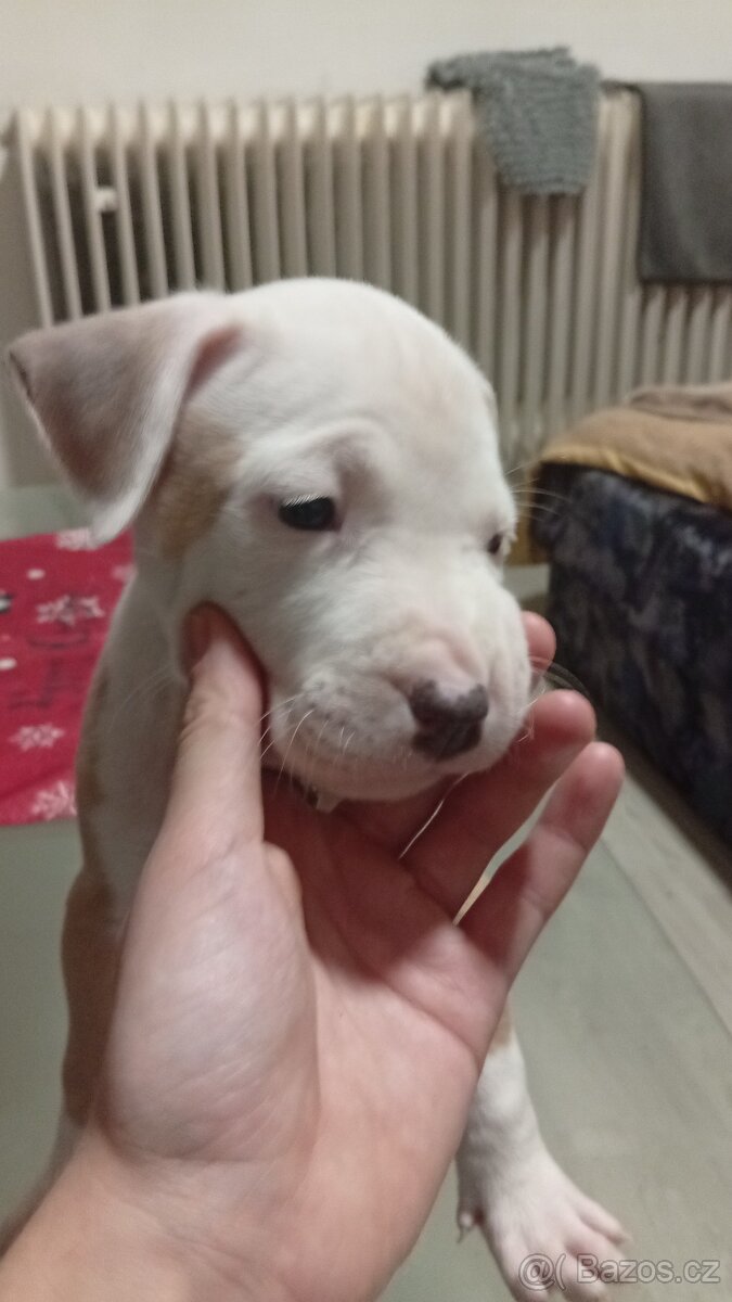 Americký stafordšírský teriér bez pp - 2