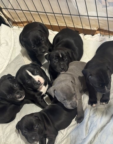 Stafordšírský bulteriér - 2