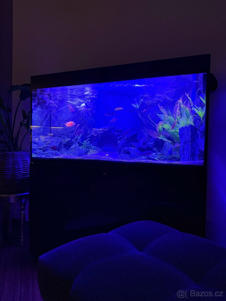 Luxusní vybavené akvárium + ryby - 2