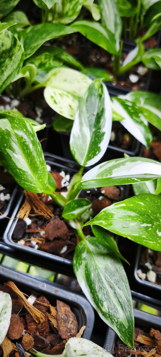 Philodendron White Princess - 2