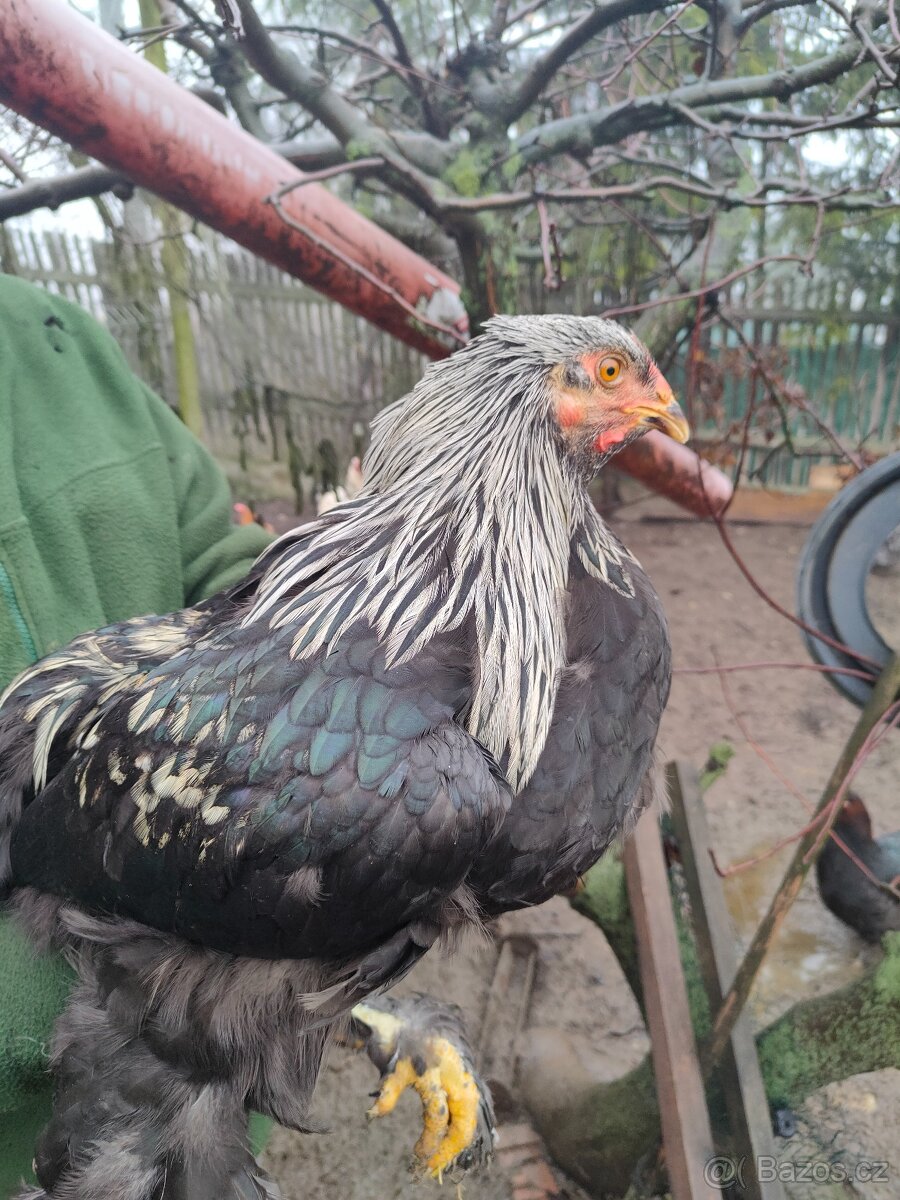 Brahmánka velká kohout - 2
