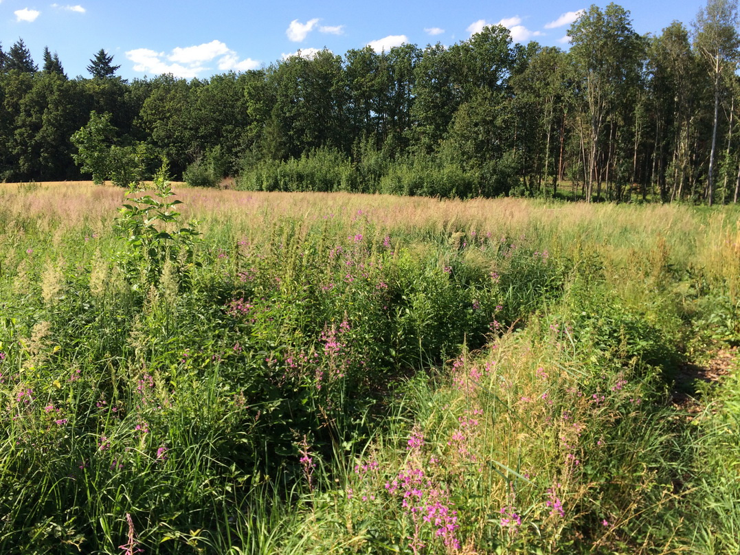 Pronájem pozemku (zahrady, louky) u Dolan, Jaroměř - 2