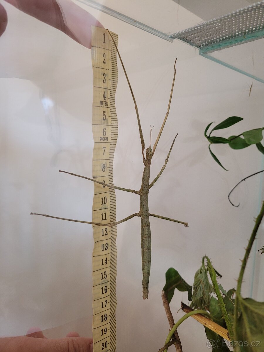 strašilky - pakobylky rohaté - 2