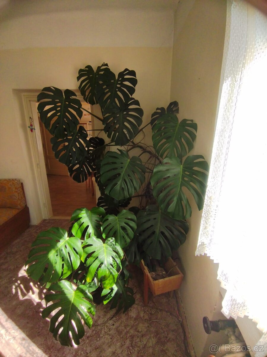 Monstera - 2