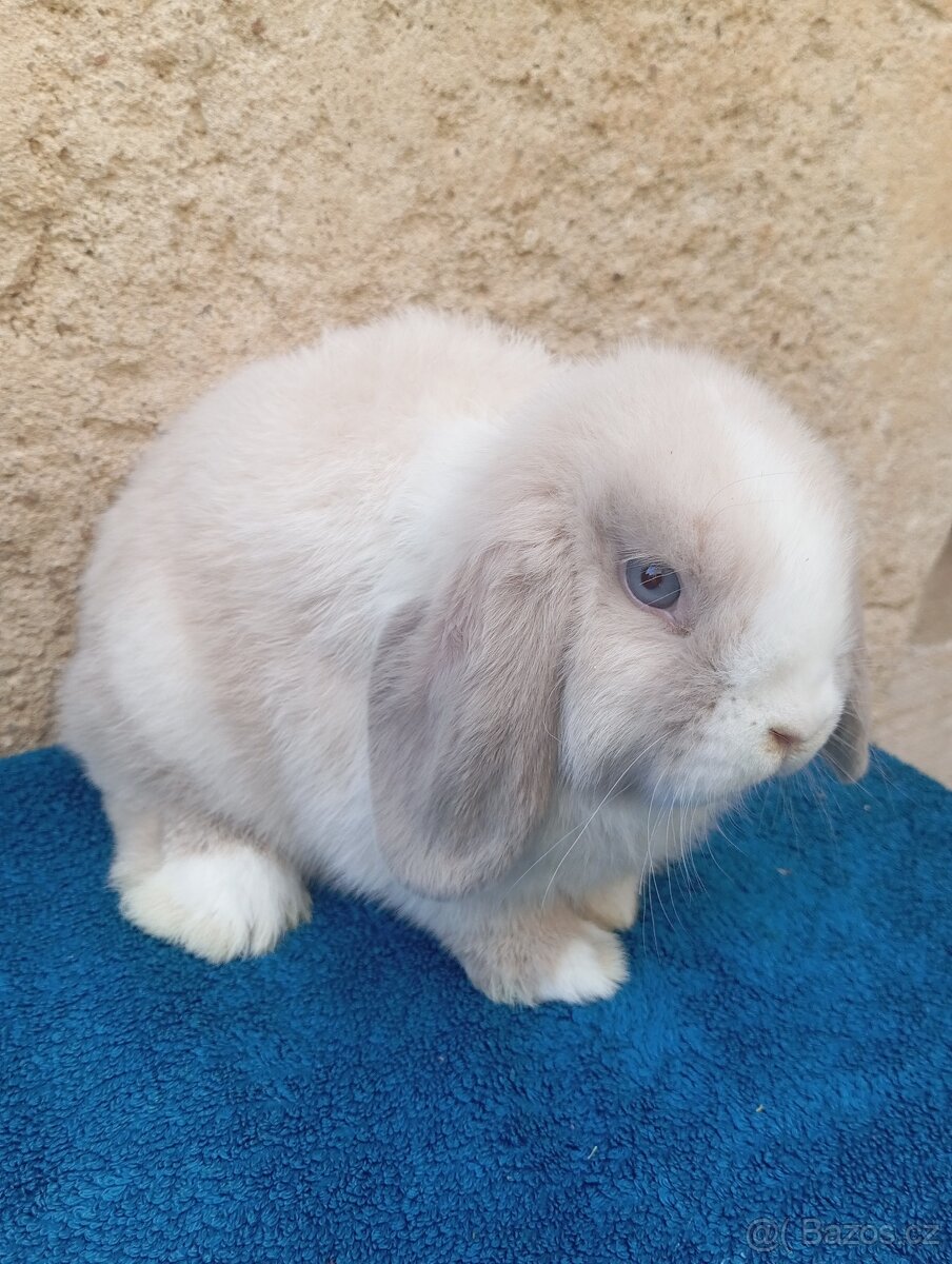 beránek - 2