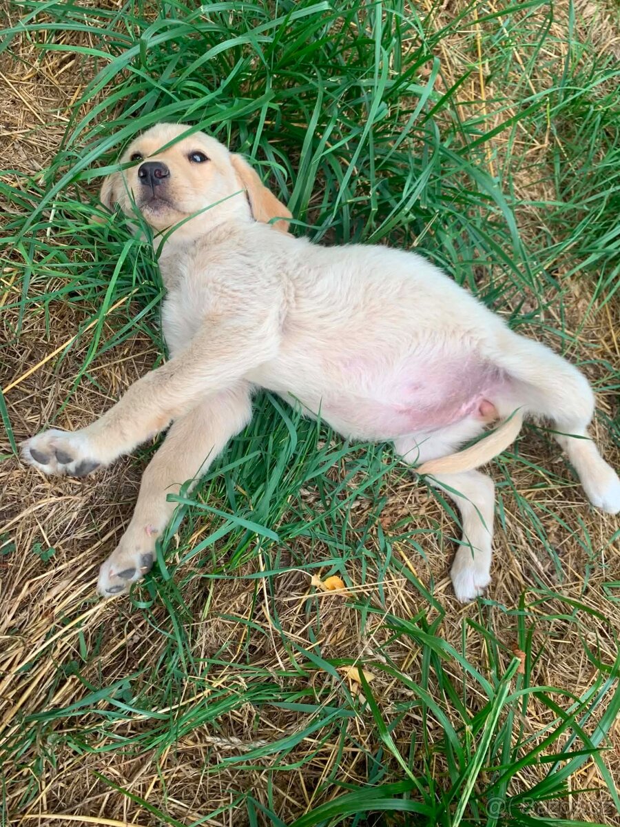 Labradorský retrívr - 2