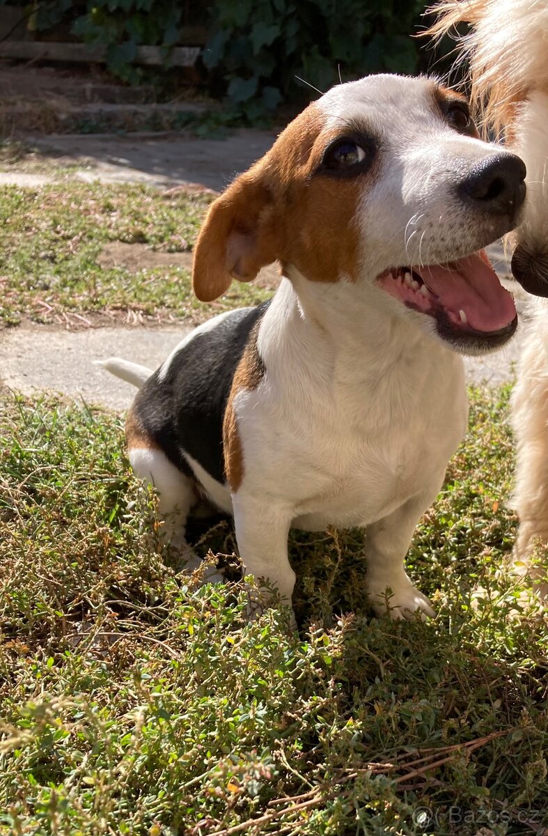 Jack Russel terier - 2