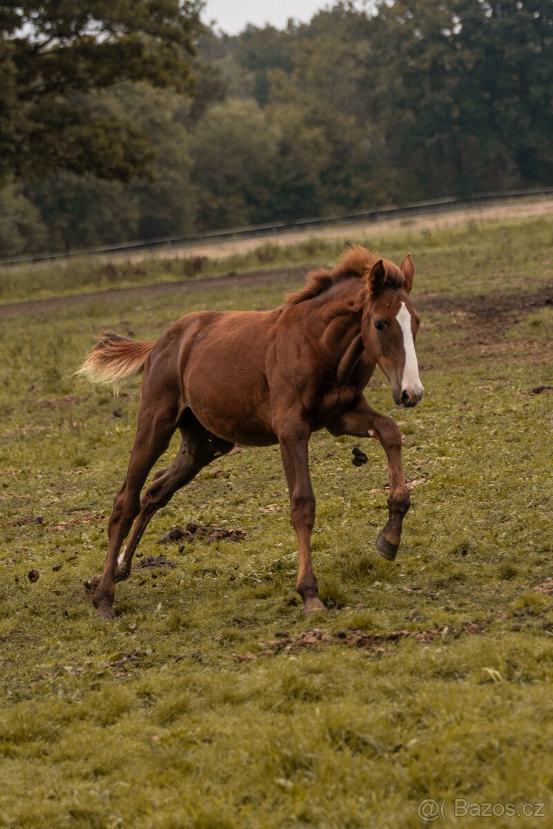 Letošní kobylka - 2