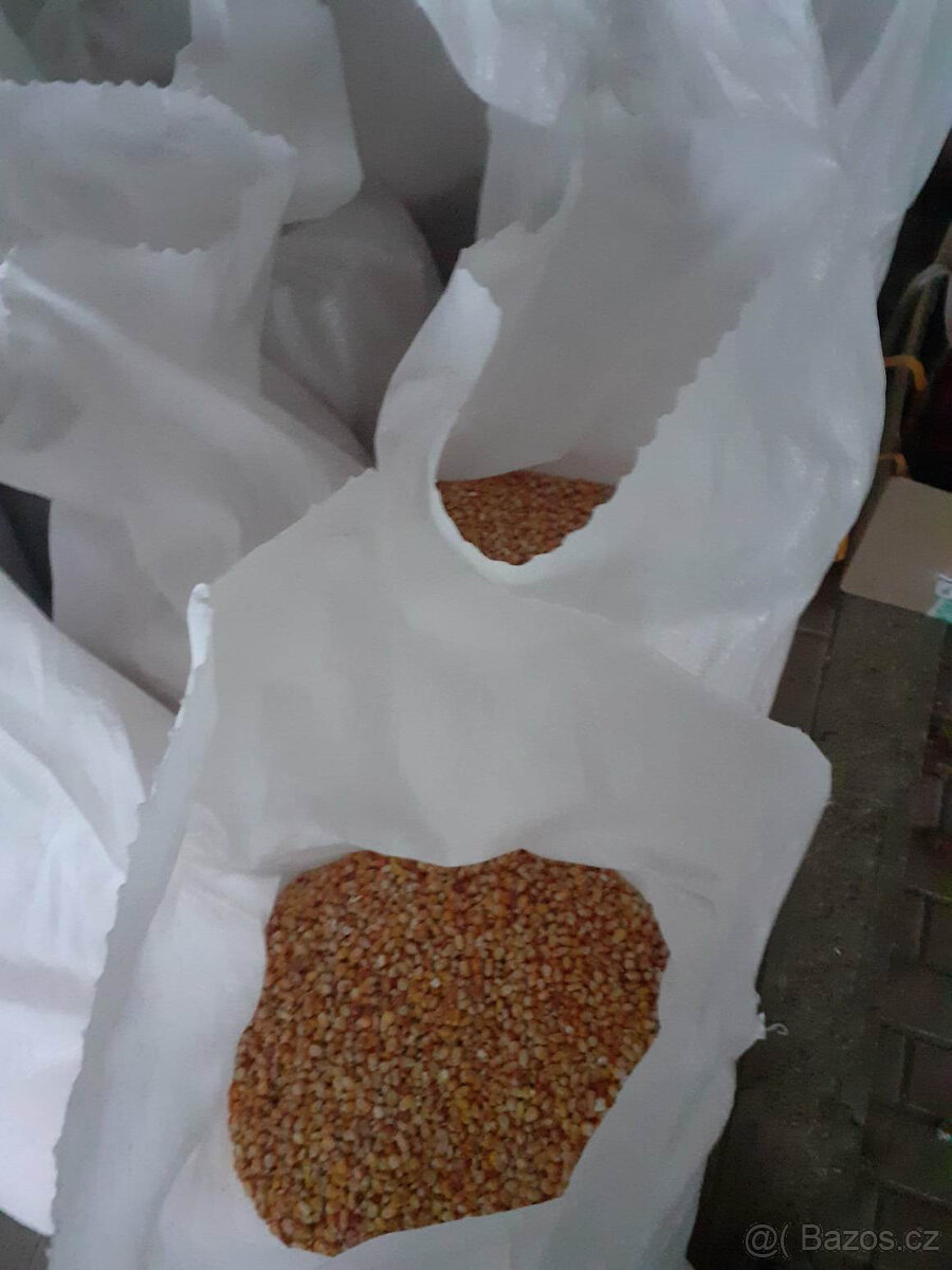 letošní kukuřice zrno - 2