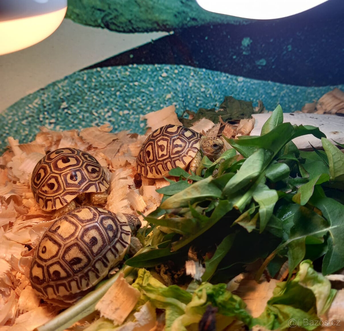 želva pardálí - 2