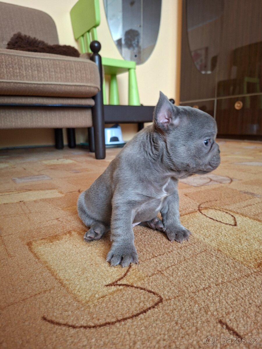 Francozský buldoček lilac - 2