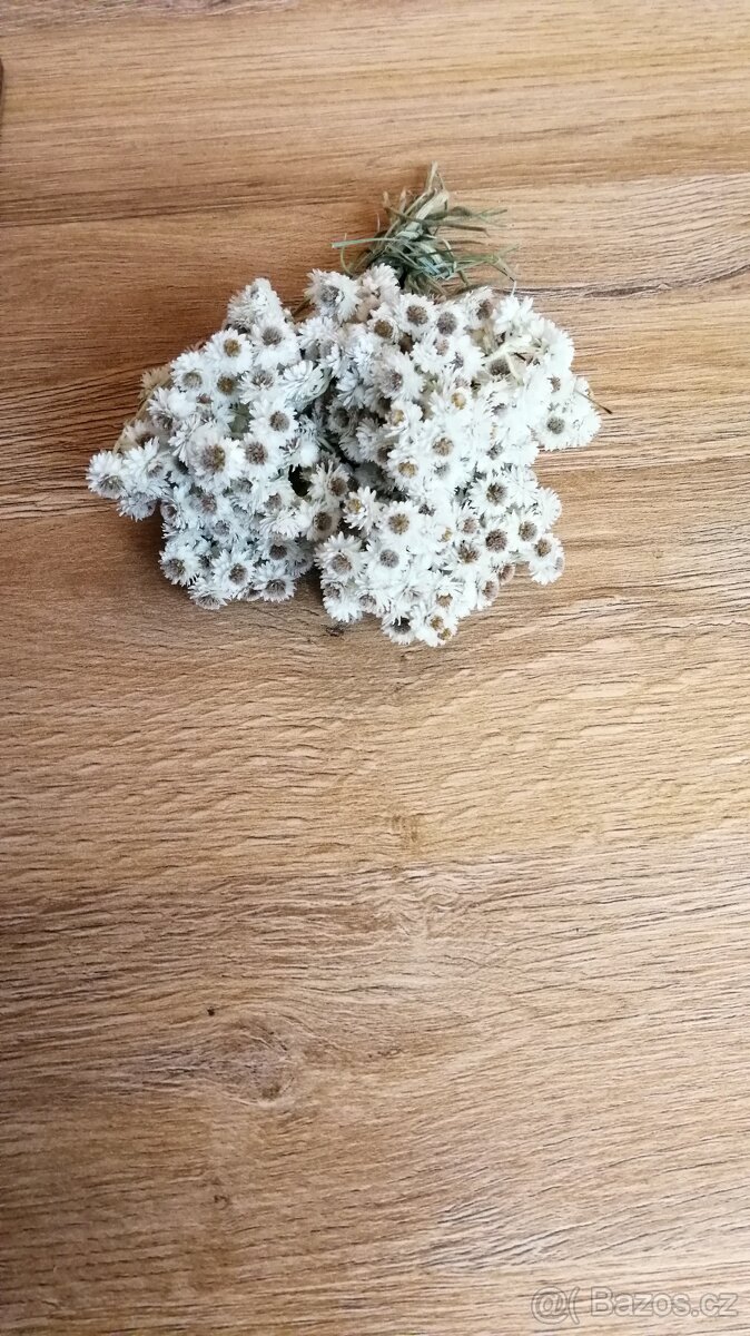 Plesnivka -odkopky, kytička - 2