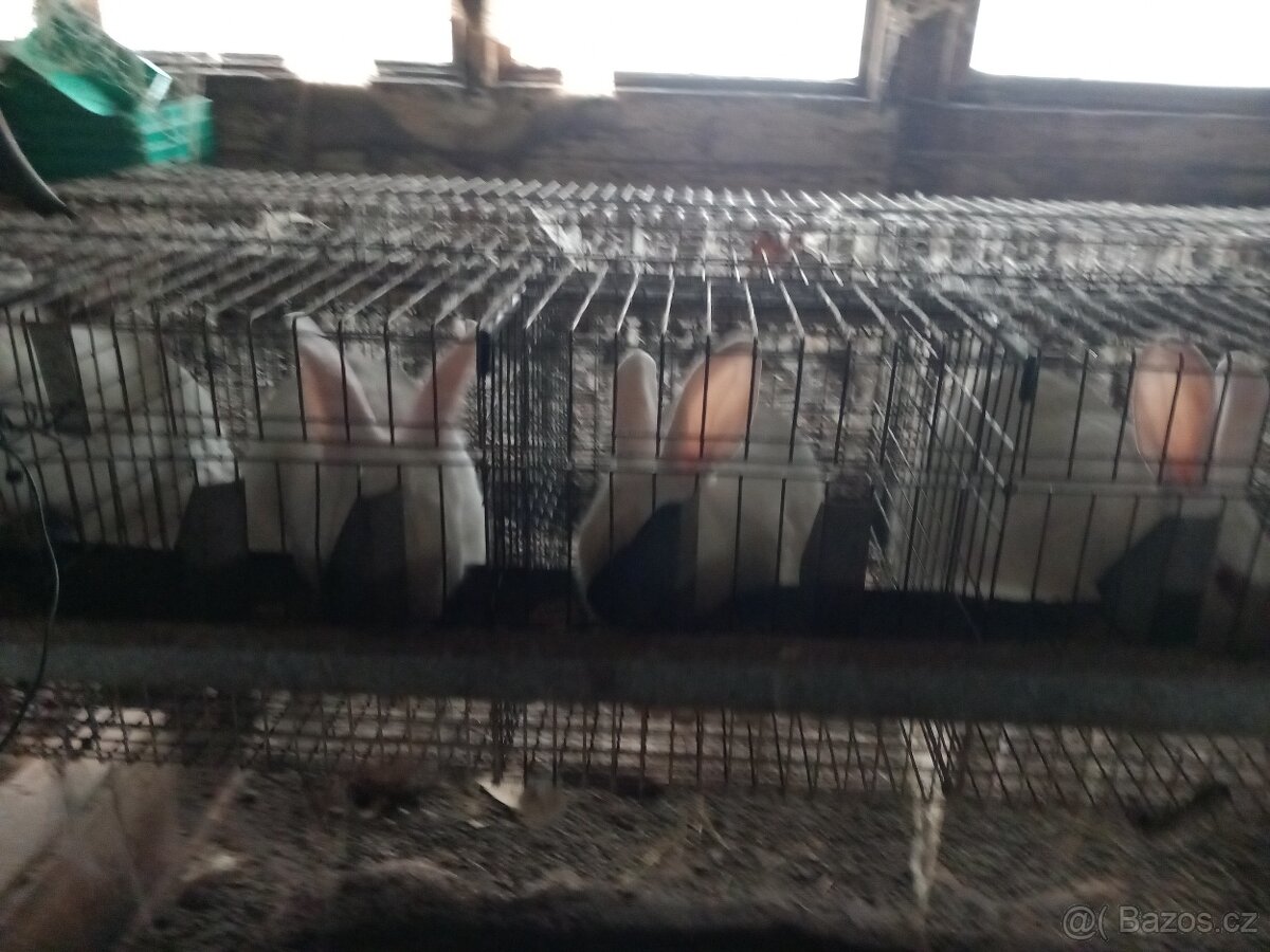 Prodám králíky hyla - 2