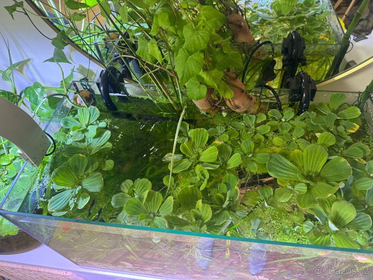Akvarijní rostliny - 2