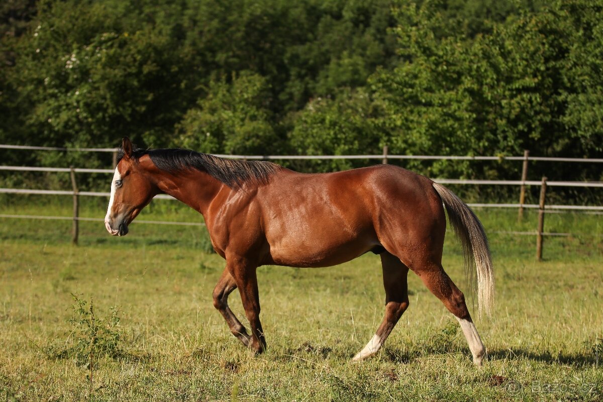2024 AQH Valach - 2
