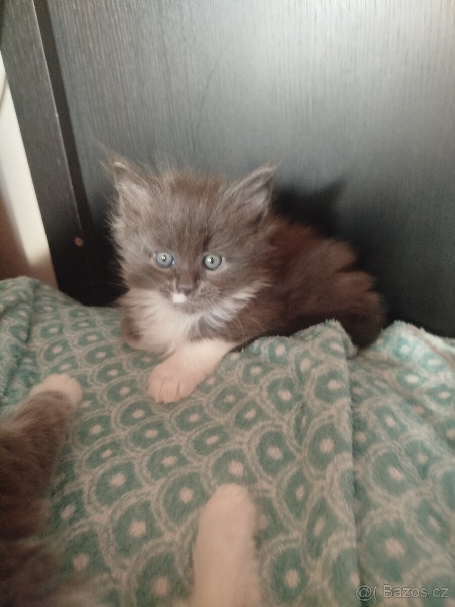 Mainská mývalí koťátka bez PP - 2