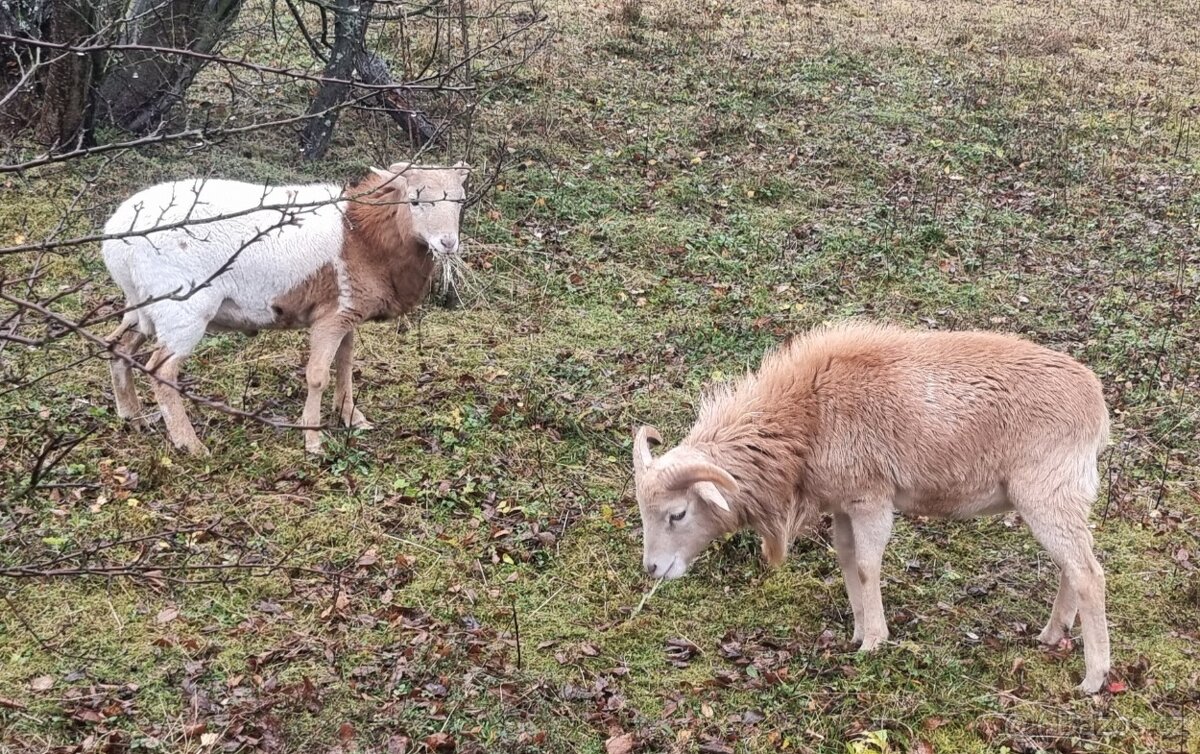 Prodám kamerunské beránky - 2